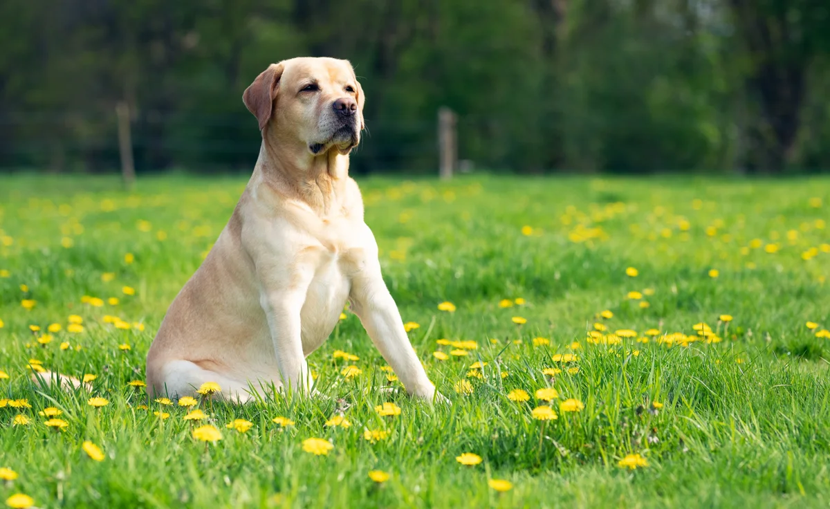 Dog imagery featured on the official Green Dog Wash website