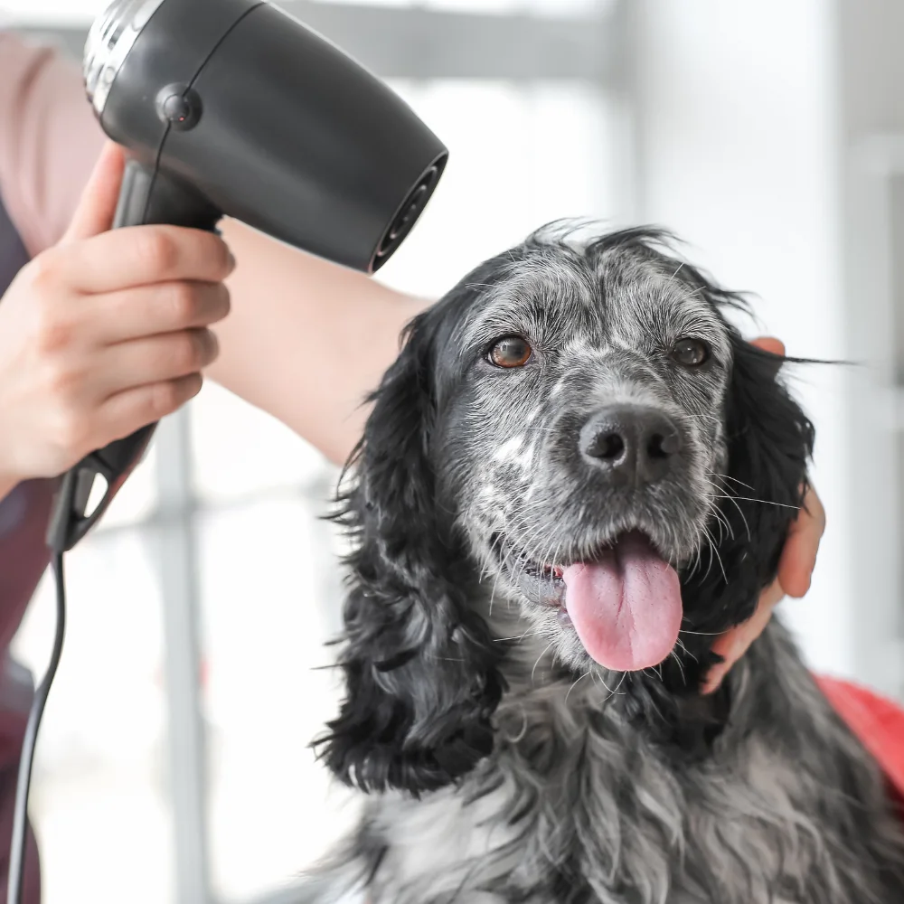 Dog photograph from Green Dog Wash’s website