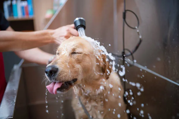 Dog care imagery published on the Green Dog Wash website