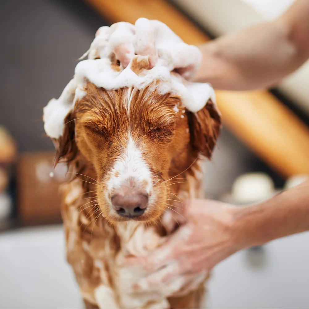 Grooming imagery from Green Dog Wash